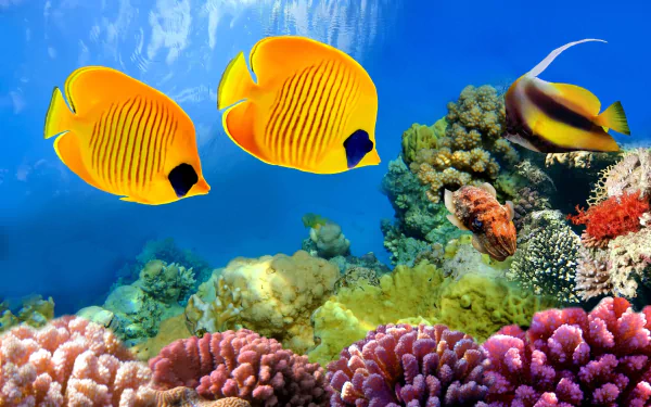 Two vibrant butterflyfish swim gracefully among colorful coral reefs in this stunning underwater scene, captured in 4K Ultra HD detail.