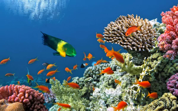underwater coral reef Animal fish HD Desktop Wallpaper | Background Image