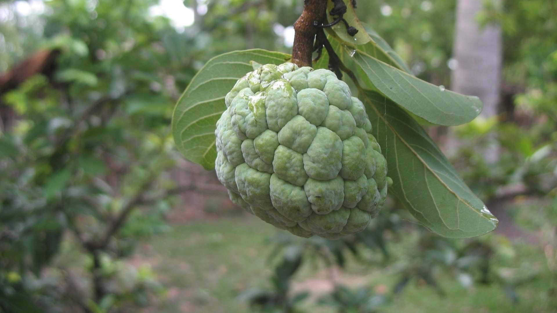 Sugar Apple HD Wallpaper