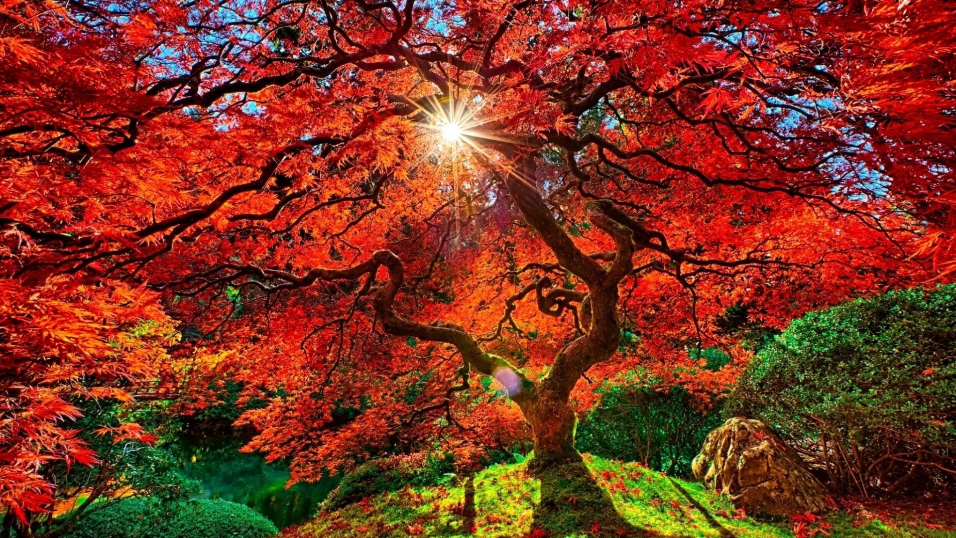 Download Sunshine Orange (Color) Garden Sunbeam Fall Tree Man Made Japanese Garden  HD Wallpaper