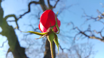 A close-up of a red rosebud against a clear blue sky, captured in 4K Ultra HD for a vibrant nature-themed PC desktop wallpaper.