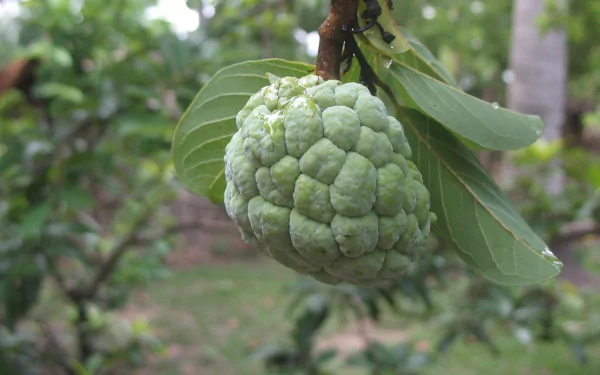 food Sugar Apple HD Desktop Wallpaper | Background Image
