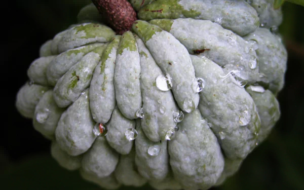 food Sugar Apple HD Desktop Wallpaper | Background Image