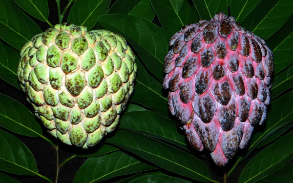 food Sugar Apple HD Desktop Wallpaper | Background Image