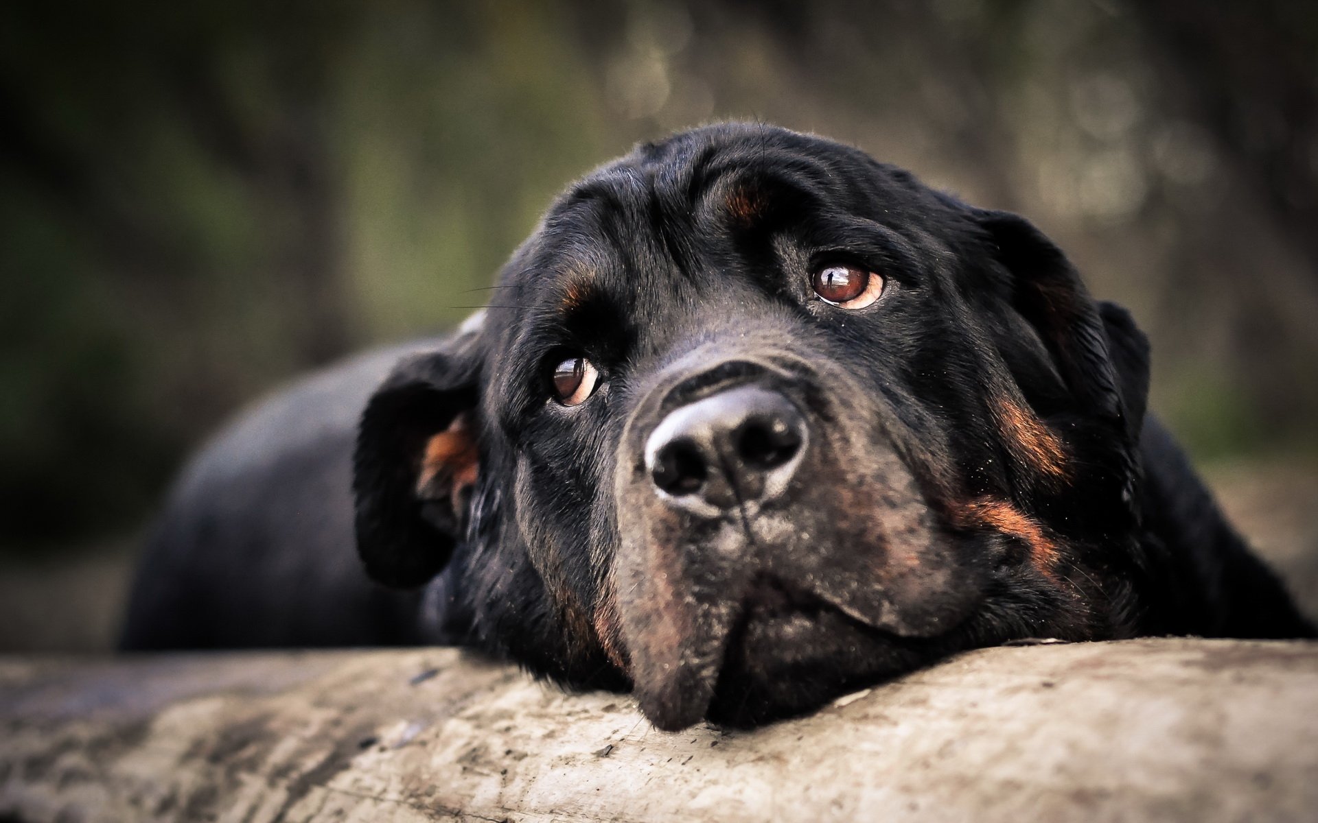 Download Animal Dog HD Wallpaper | 1920x1200 | Wallpaper Abyss