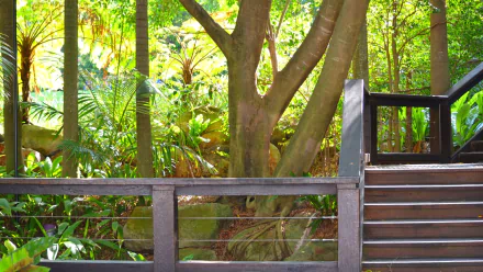 Lush green ferns and trees surround wooden stairs at South Bank Parklands, Brisbane, Queensland, Australia, captured in vibrant HD photography for a desktop wallpaper.