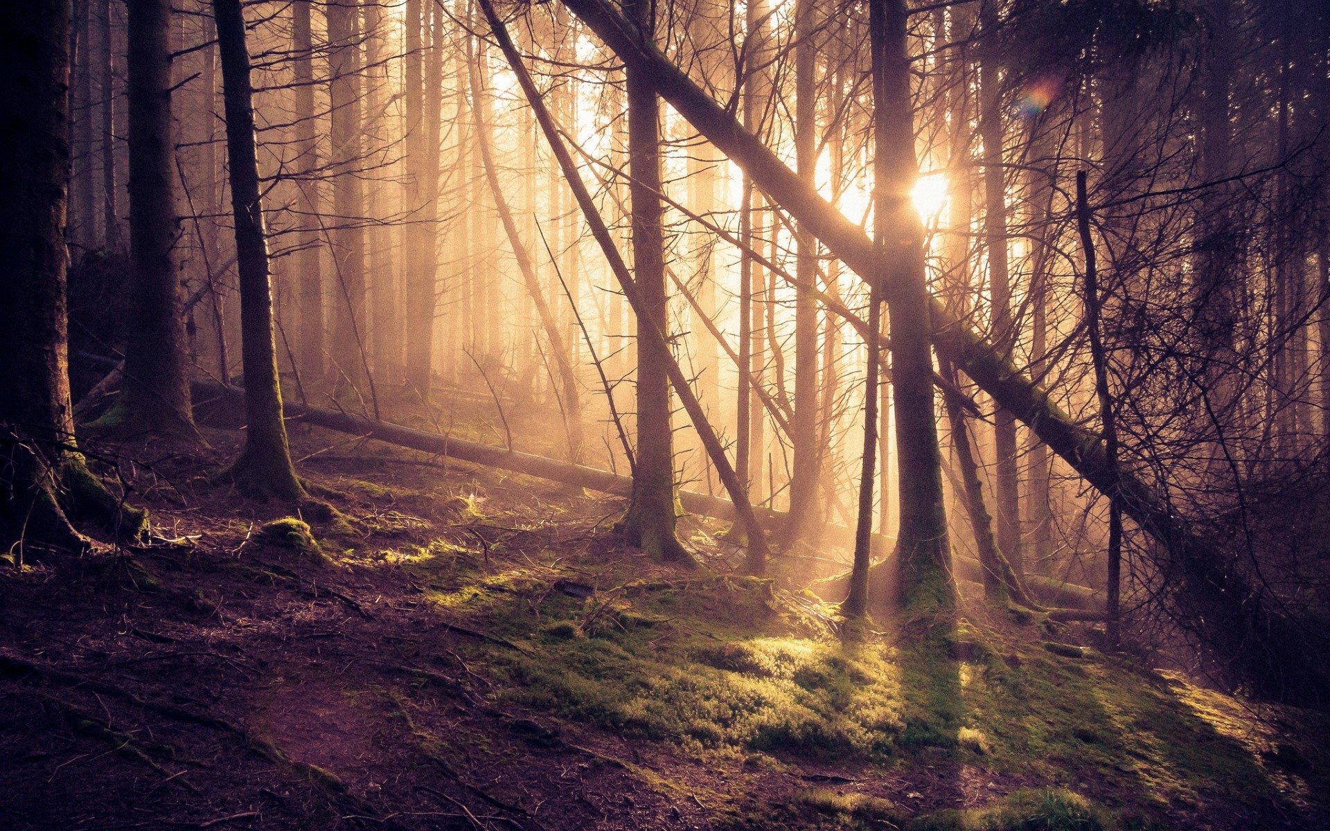 Enchanted Forest Glow - HD Nature Wallpaper | 1920x1200 | Wallpaper Abyss