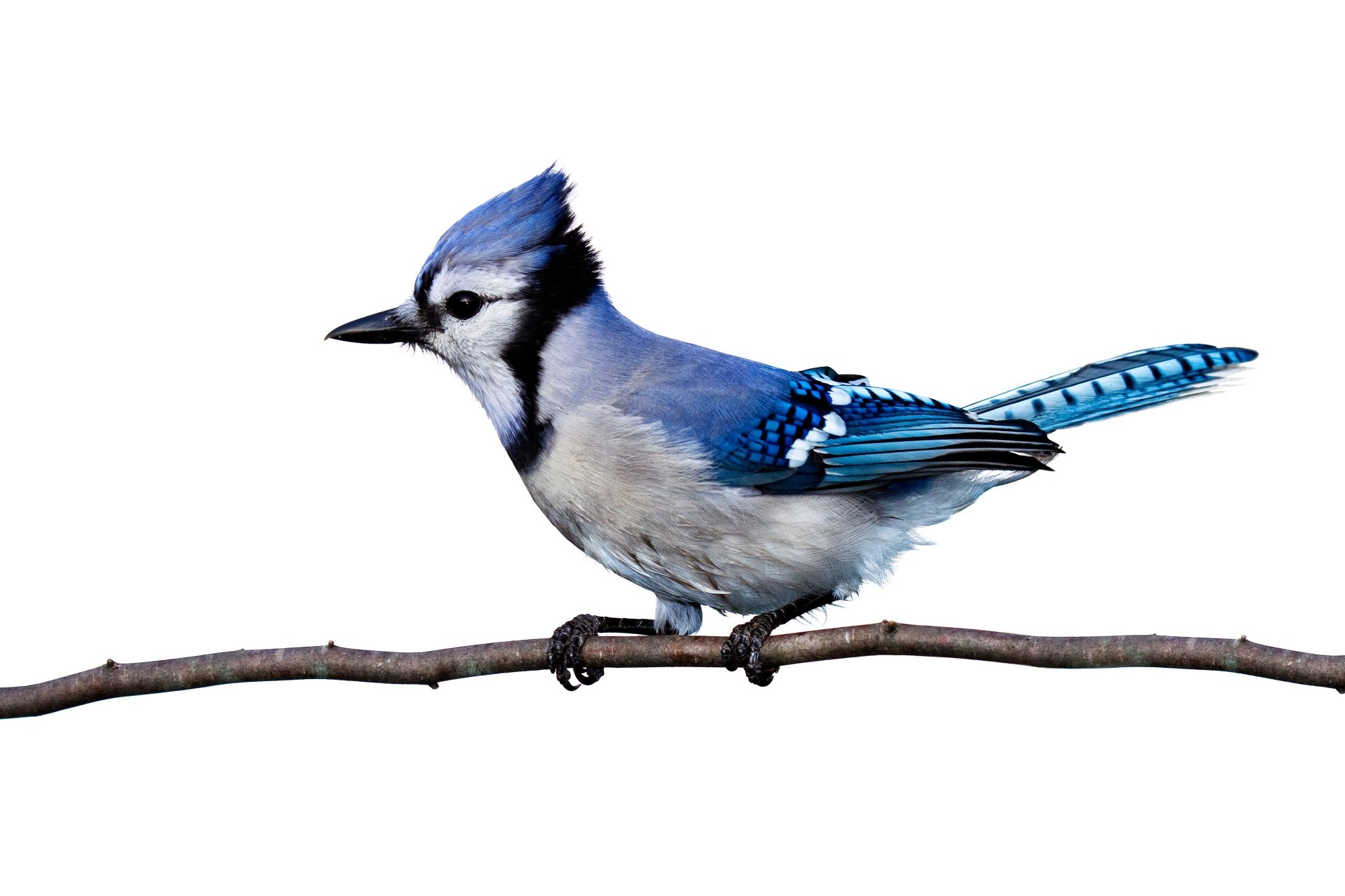 A vibrant blue jay perched on a branch, captured in stunning detail for an 8K Ultra HD PC desktop wallpaper.