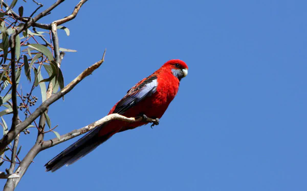 crimson rosella Animal rosella HD Desktop Wallpaper | Background Image