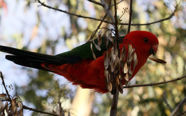 A vibrant red and green parrot perched on a tree branch, surrounded by leaves and seeds, creating a lively and colorful scene, suitable for an HD PC desktop wallpaper.