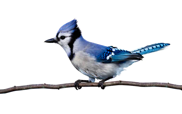 Animal blue jay HD Desktop Wallpaper | Background Image