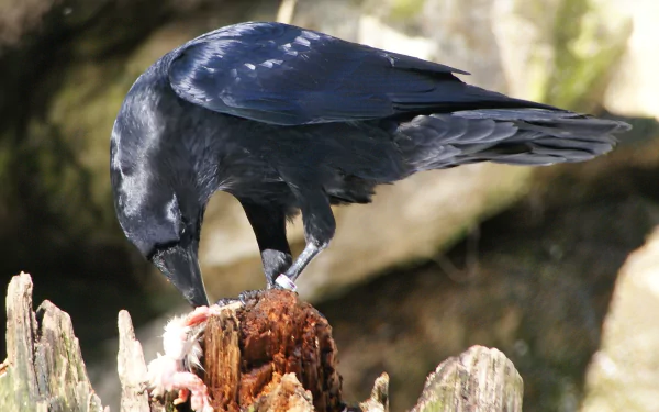 Animal raven HD Desktop Wallpaper | Background Image