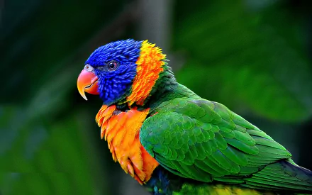 A vibrant rainbow lorikeet perched against a lush background, showcasing its striking blue, green, and orange plumage in this HD desktop wallpaper.