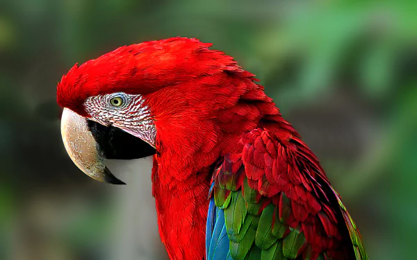 A vibrant Red-and-Green Macaw, showcasing its striking red feathers and colorful wings, depicted against a lush green background in this HD desktop wallpaper.