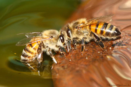 Animal bee HD Desktop Wallpaper | Background Image