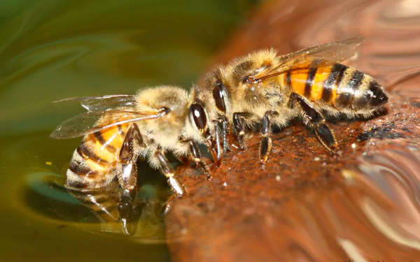 Animal bee HD Desktop Wallpaper | Background Image