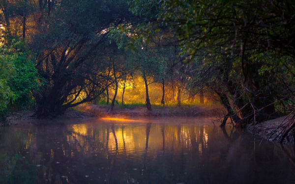A serene forest scene at sunset, with sunlight filtering through trees and reflecting on a tranquil river, creating a captivating natural atmosphere. Ideal HD wallpaper for nature lovers.