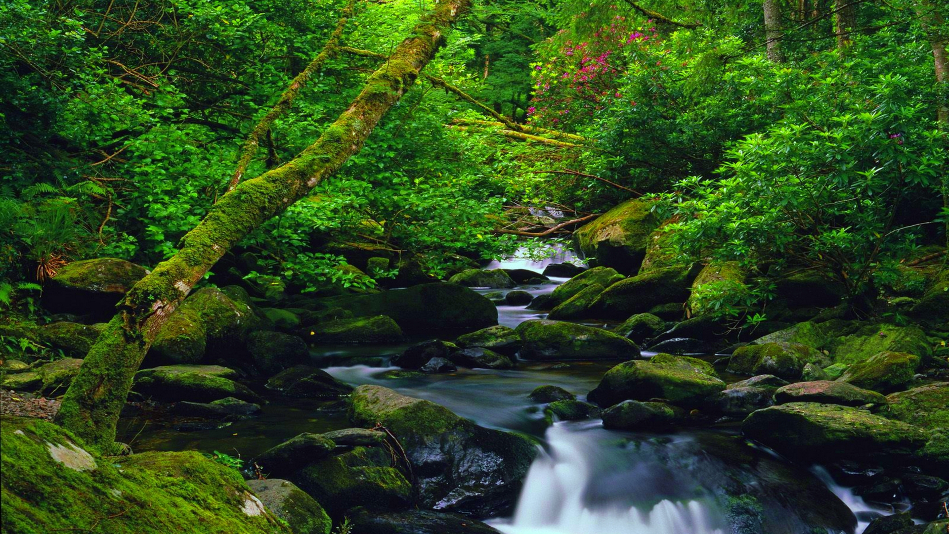Download Nature Green Forest Stream HD Wallpaper