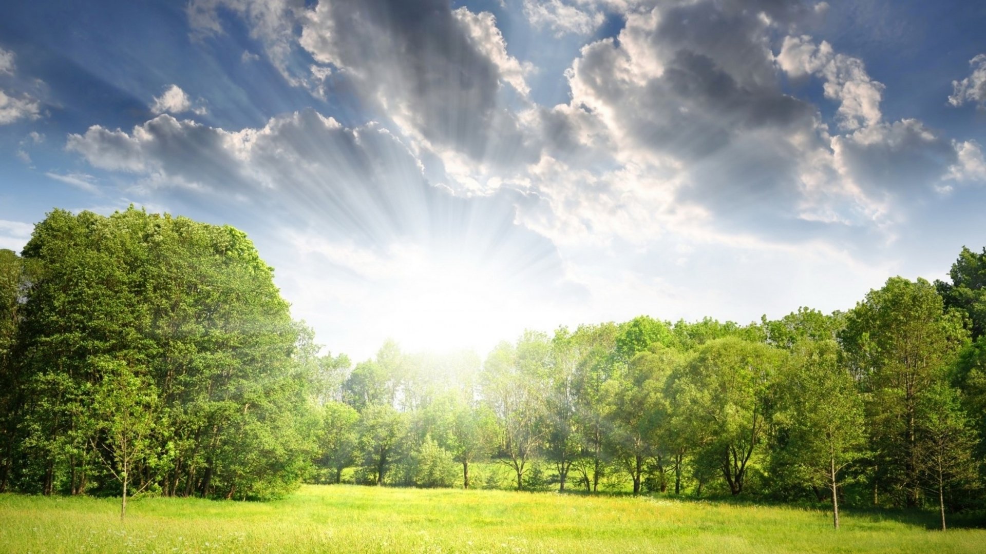 Download Green Tree Nature Field HD Wallpaper