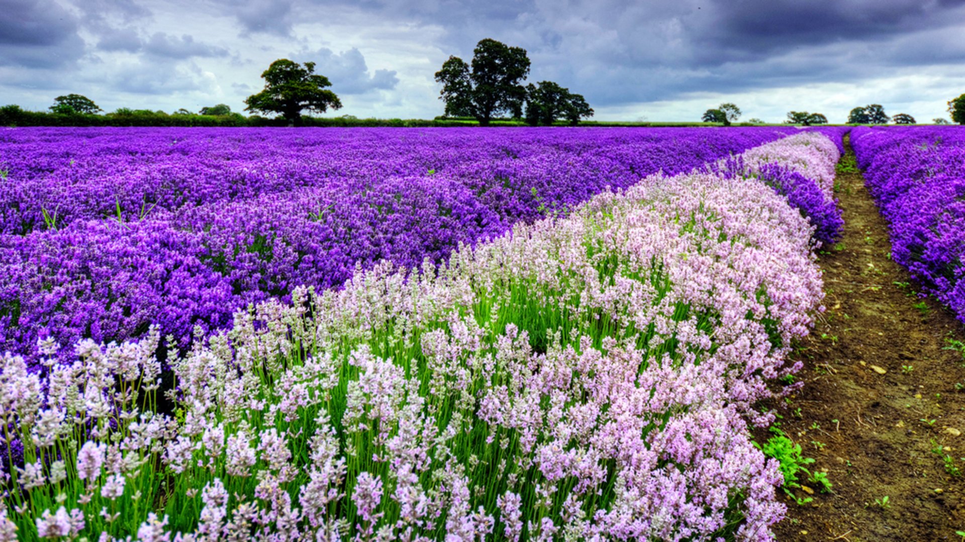 Download Flower Nature Lavender HD Wallpaper | 1920x1080 | Wallpaper Abyss