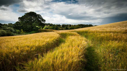  Campo de Trigo