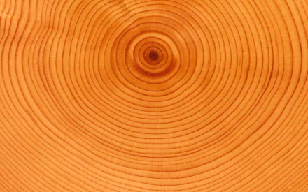 HD PC desktop wallpaper featuring an artistic close-up of wood rings showcasing natural grain and texture.