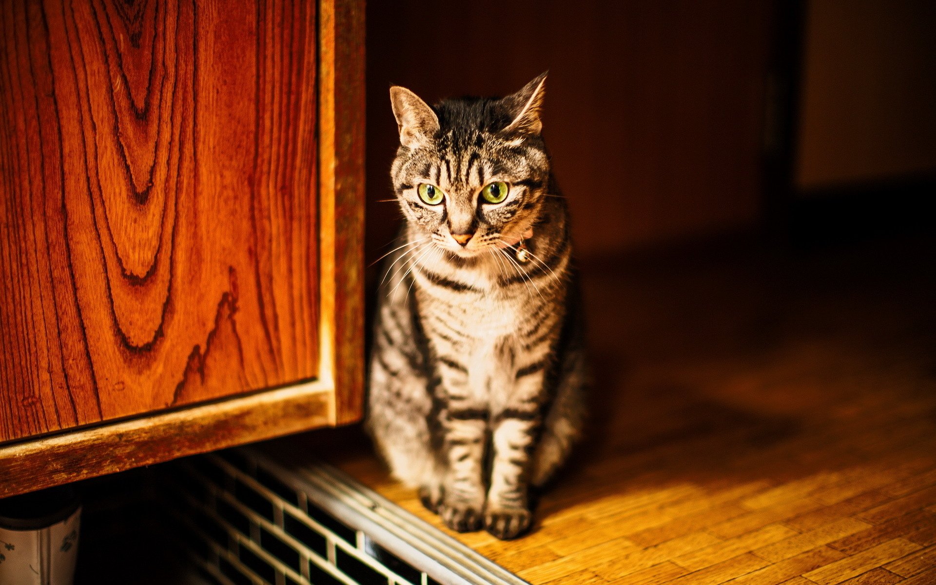 A tabby cat sits attentively on a doorstep inside a warmly lit room, captured in sharp detail for an HD PC desktop wallpaper.