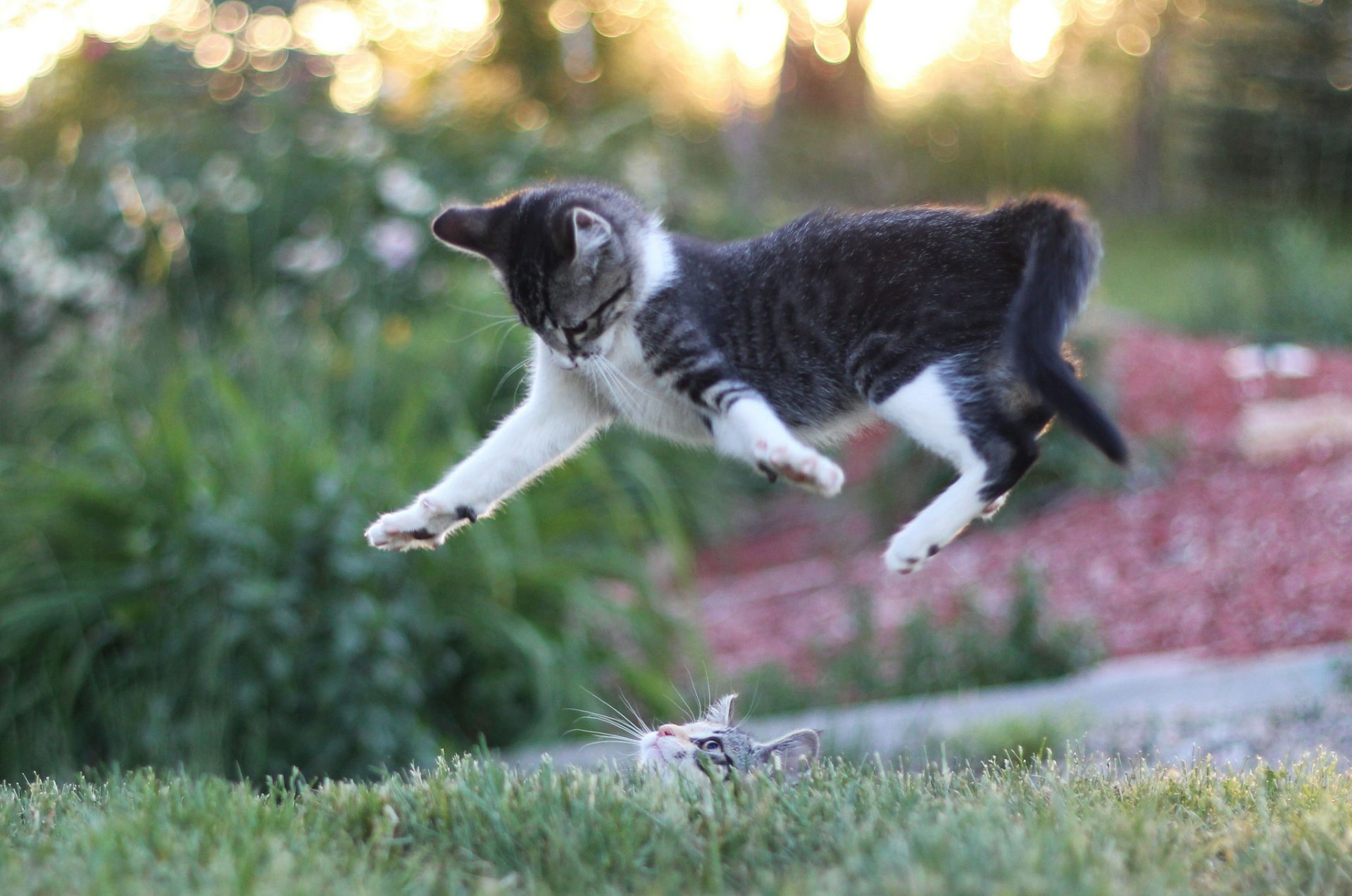 A playful cat leaps through the air, captured in a vibrant bokeh background, showcasing its energetic spirit. This HD wallpaper adds a cheerful touch to any desktop.