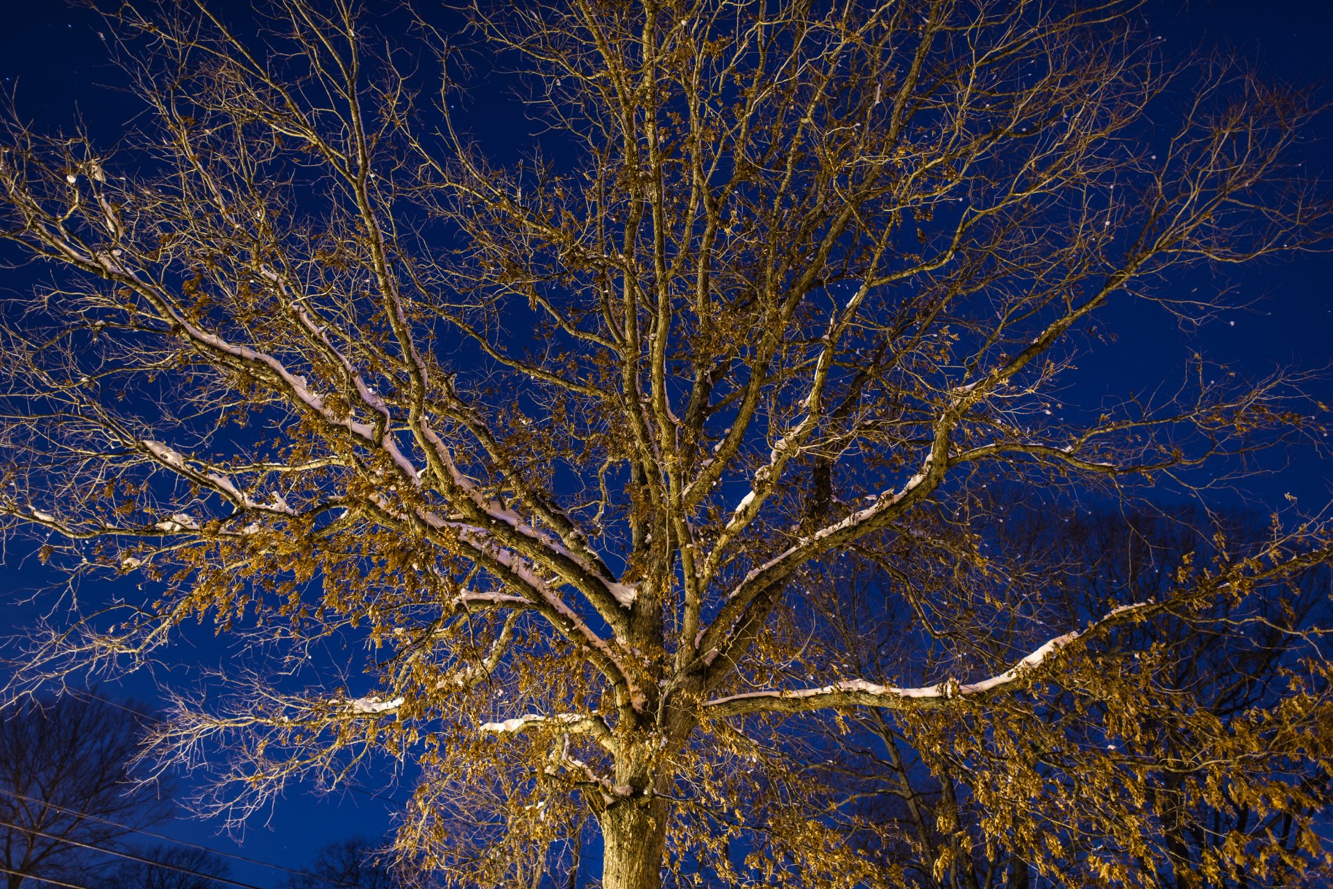 Download Nature Tree HD Wallpaper