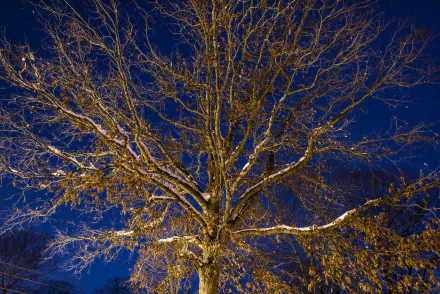 nature tree HD Desktop Wallpaper | Background Image