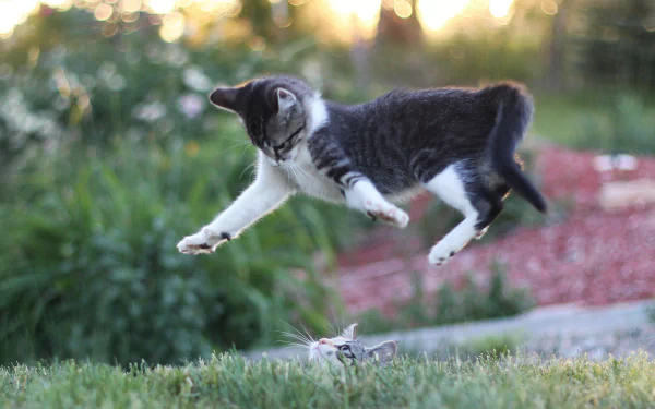 A playful cat leaps through the air, captured in a vibrant bokeh background, showcasing its energetic spirit. This HD wallpaper adds a cheerful touch to any desktop.