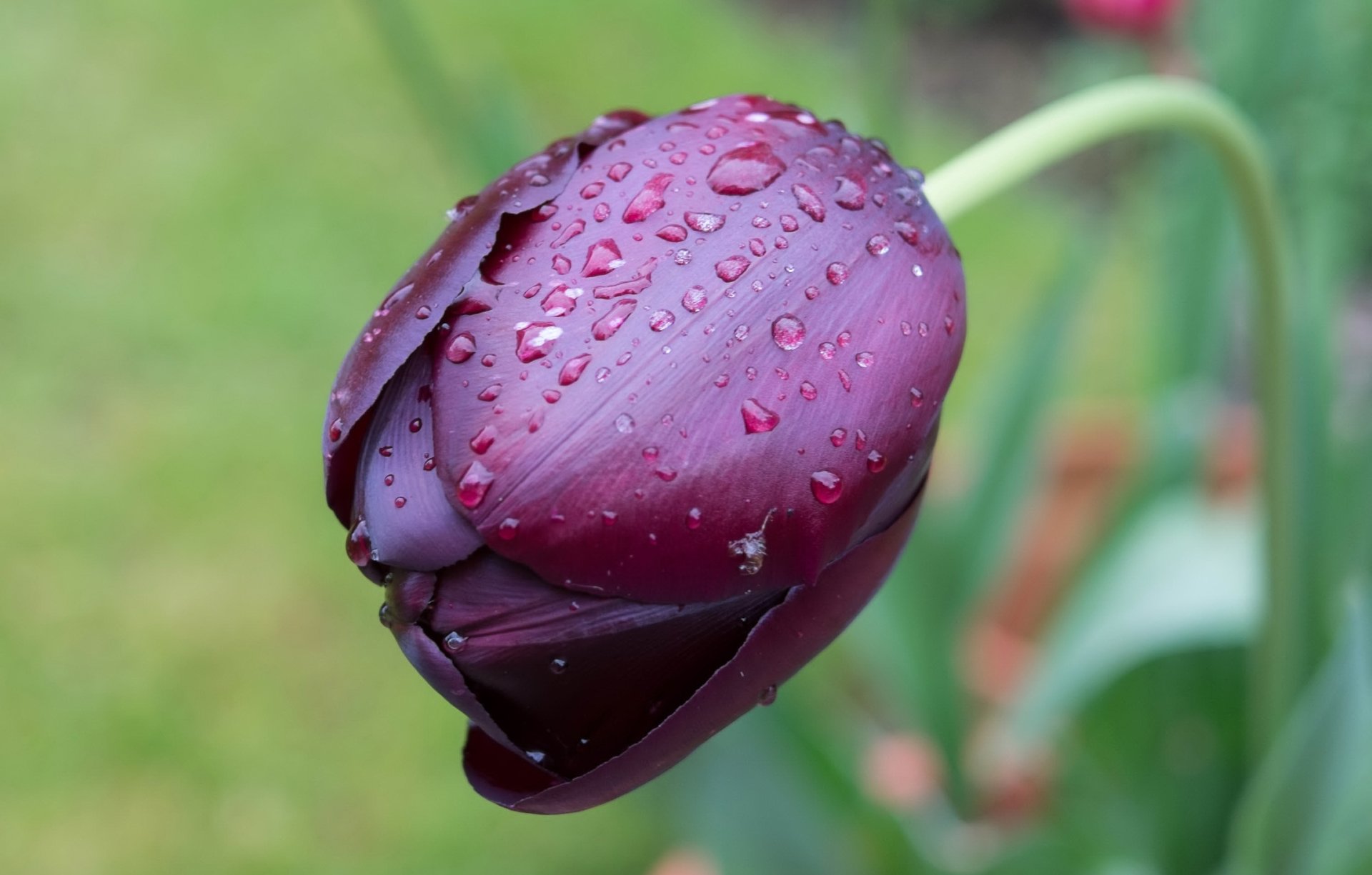 Download Nature Tulip HD Wallpaper