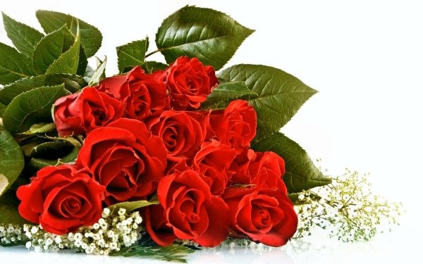 Earth Rose Flowers Flower Valentine's Day Bouquet Leaf Red Rose Red Flower HD Wallpaper | Background Image