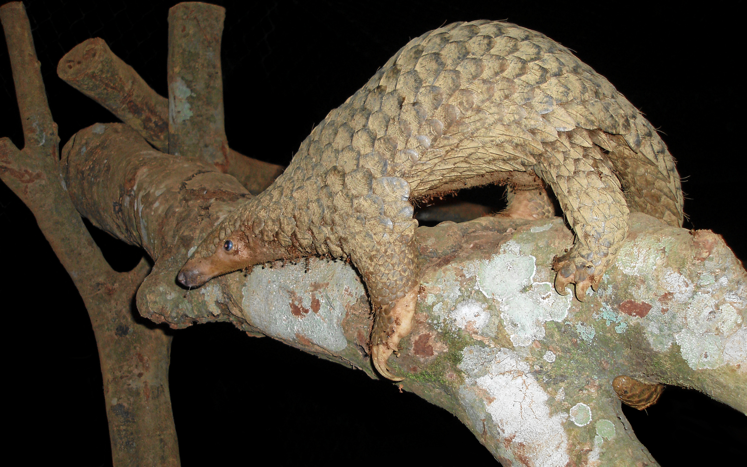 Pangolins!