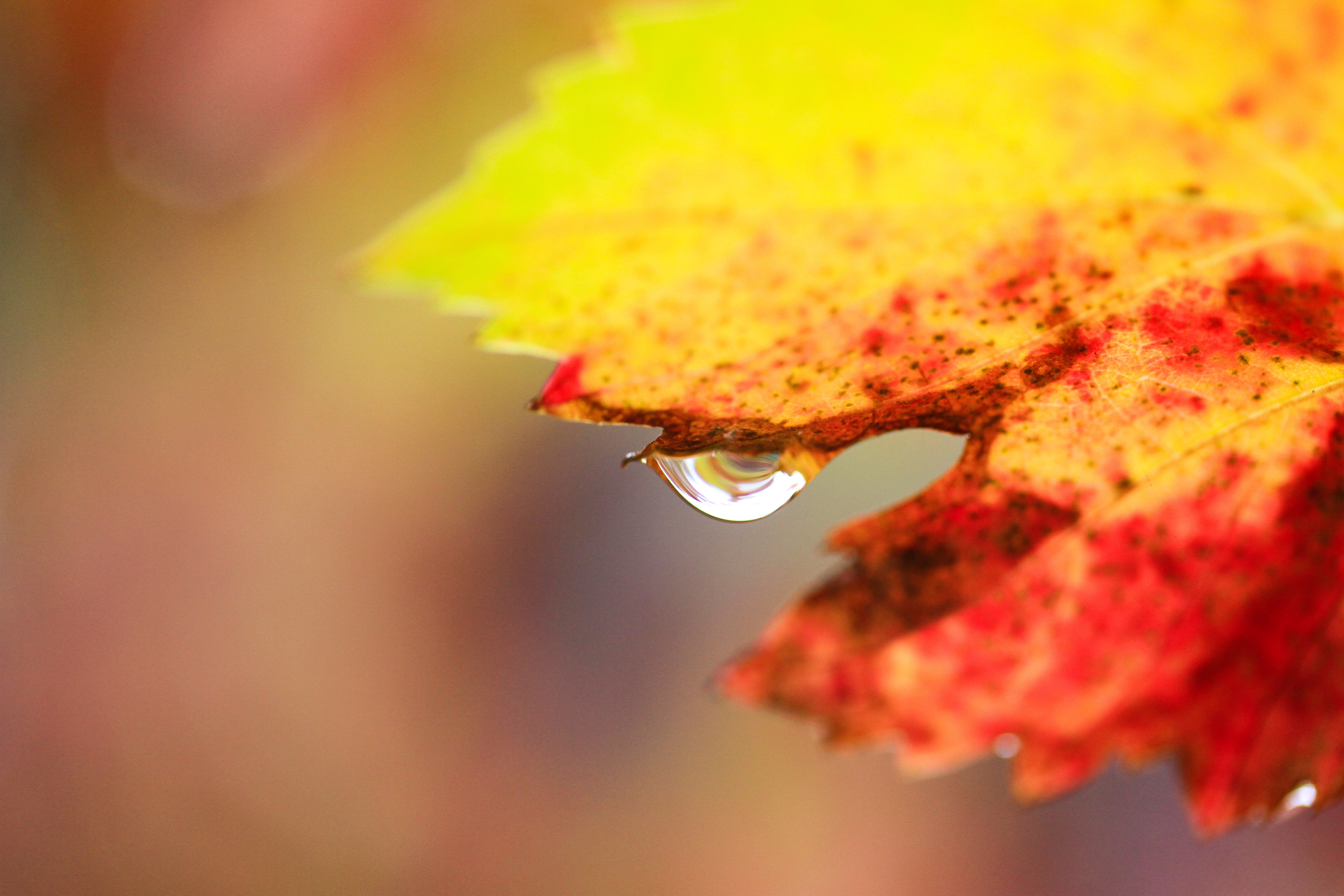 Download Nature Water Drop 4k Ultra HD Wallpaper