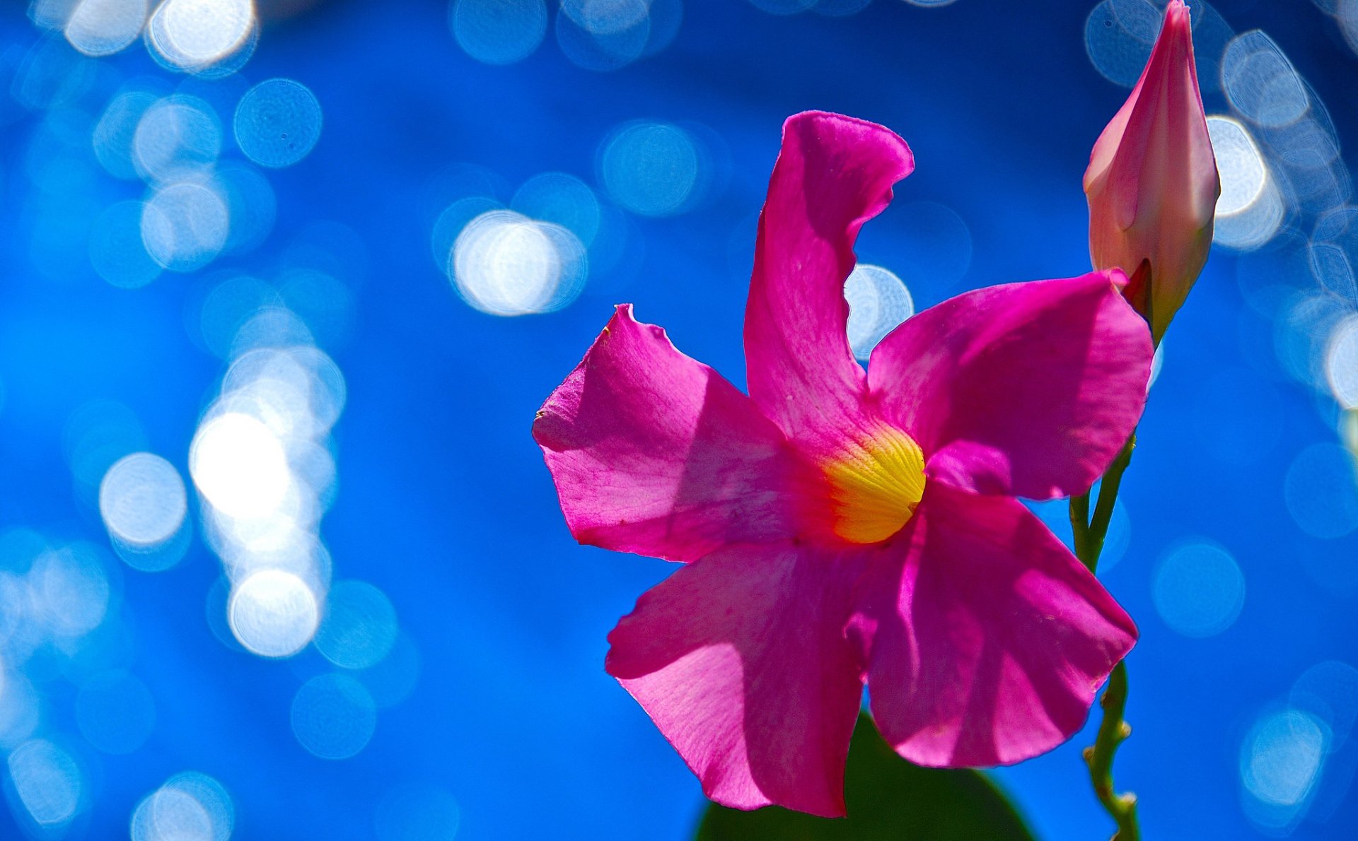 Download Nature Flower HD Wallpaper