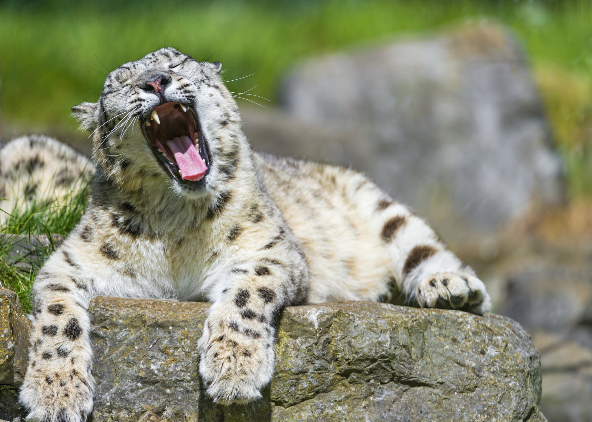 Download Animal Snow Leopard 4k Ultra HD Wallpaper