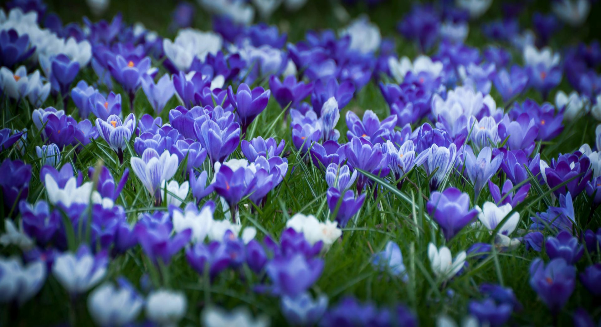 Download Nature Crocus HD Wallpaper