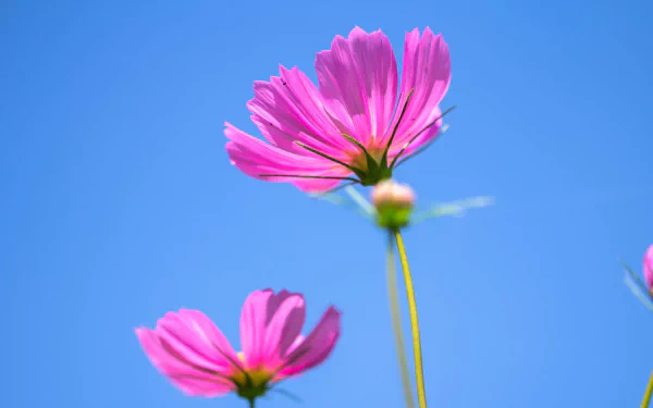 nature Cosmos (Plant) HD Desktop Wallpaper | Background Image