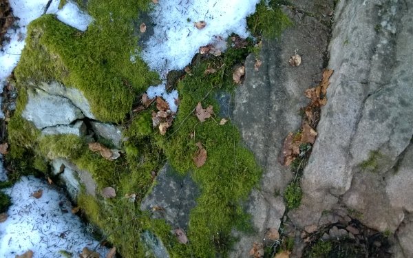 Earth Moss Forest HD Wallpaper | Background Image