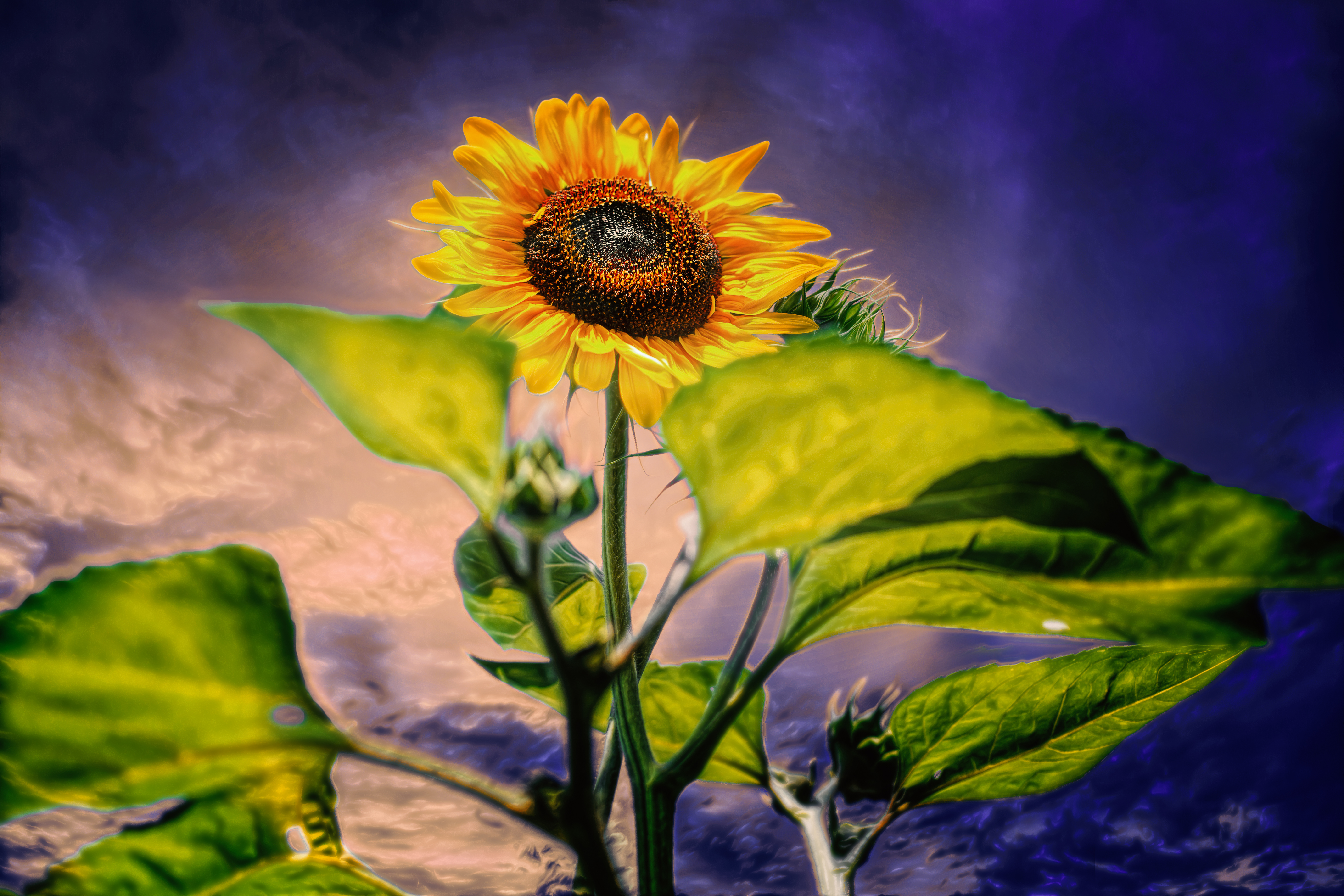 Evening Sun-Flower by Chris Frank