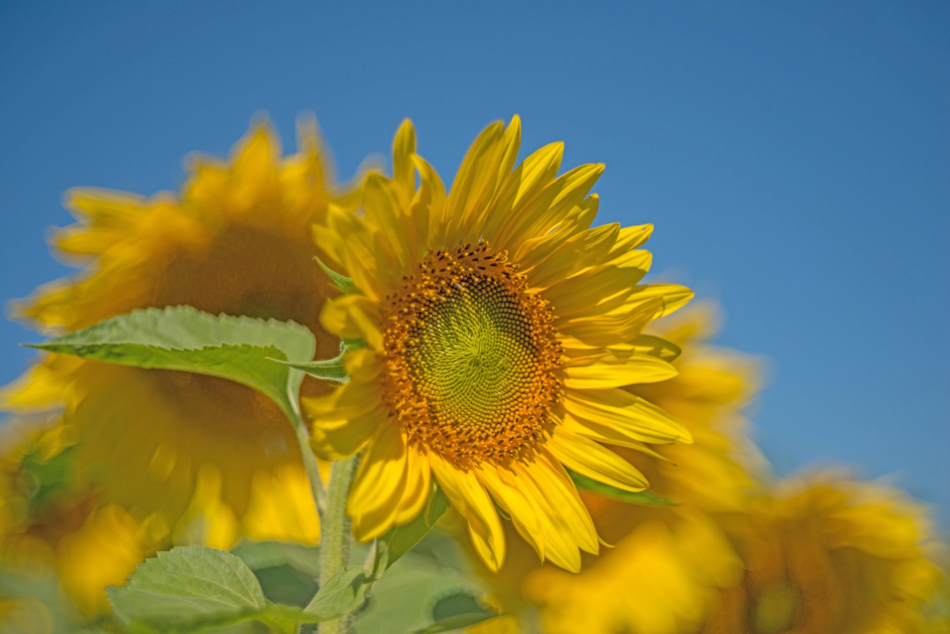 Download Nature Sunflower HD Wallpaper