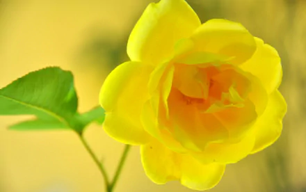Close-up of a vibrant yellow rose in bloom with green leaves, captured in high definition as a nature-inspired PC desktop wallpaper and background.