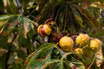 nature chestnut HD Desktop Wallpaper | Background Image