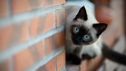 HD PC desktop wallpaper showing a close-up of a Siamese cat with striking blue eyes peeking around a brick wall.
