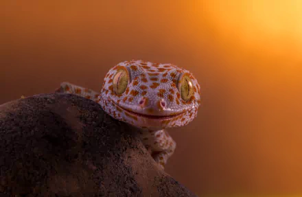 HD desktop wallpaper featuring a close-up of a tokay gecko perched on a dark surface against a warm, blurred orange background.