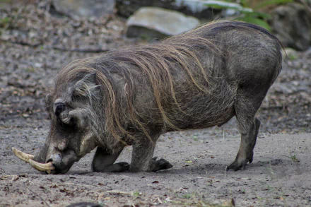 Animal warthog HD Desktop Wallpaper | Background Image