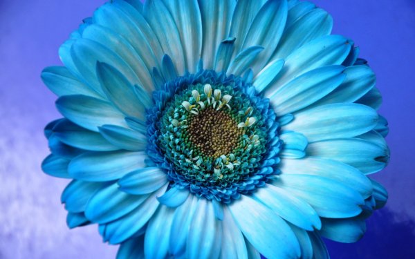 Earth Gerbera Flowers Daisy Blue Flower HD Wallpaper | Background Image