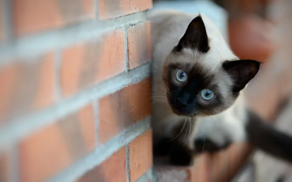 HD PC desktop wallpaper showing a close-up of a Siamese cat with striking blue eyes peeking around a brick wall.