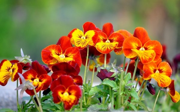 Earth Pansy Flowers HD Wallpaper | Background Image